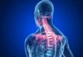 Anatomical diagram of cervical spine
