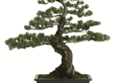 Curved bonsai tree with dense foliage