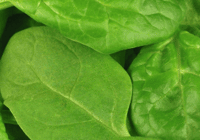 Fresh spinach leaves close-up